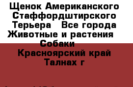 Щенок Американского Стаффордштирского Терьера - Все города Животные и растения » Собаки   . Красноярский край,Талнах г.